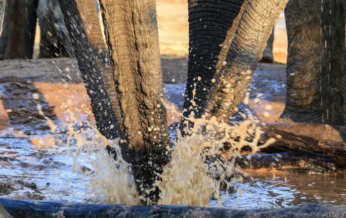 Water for Wildlife at Jozibanini, Hwange NP with Imvelo Safari Lodges