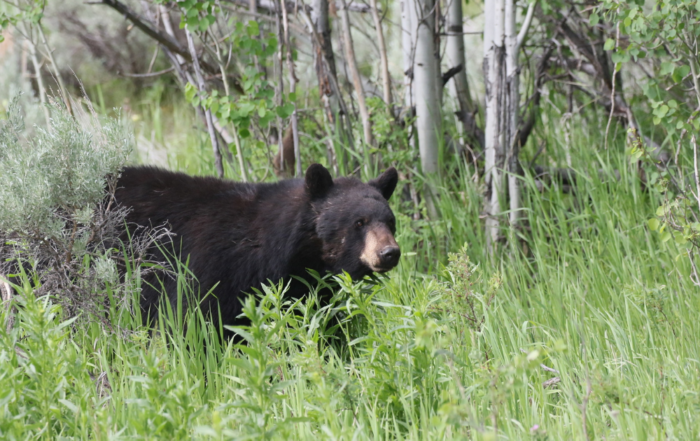 Black bear in greater yellowstone