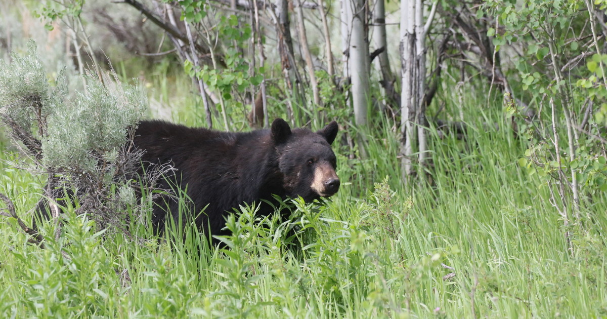 Black bear in greater yellowstone