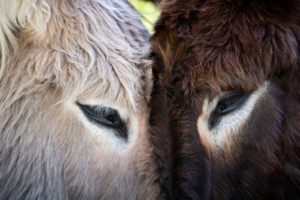 The beautiful donkeys at Babylonstoren
