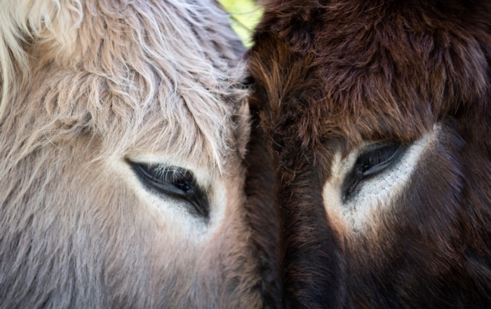 The beautiful donkeys at Babylonstoren
