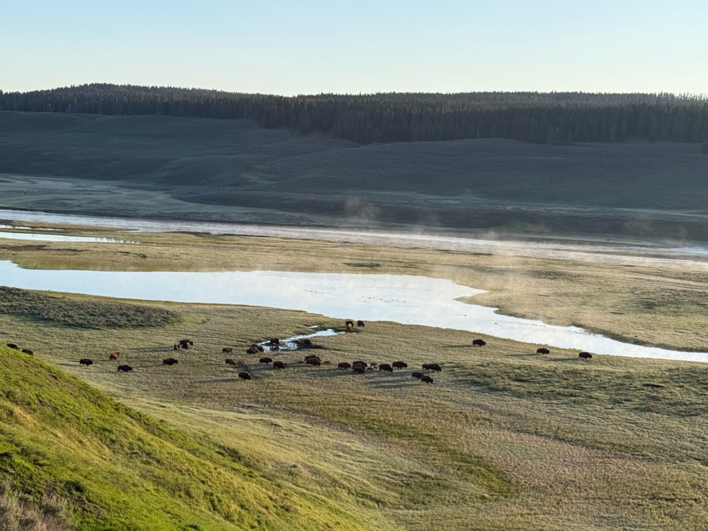 Bison early morning in the Lamar Valley Bison in the Lamar Valley, Yellowstone NP with Gather Away
