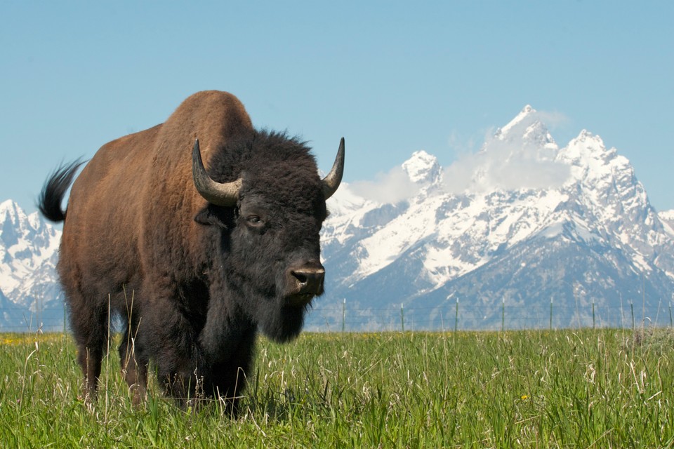 Bison, Greater Yellowstone, USA - Gather Away