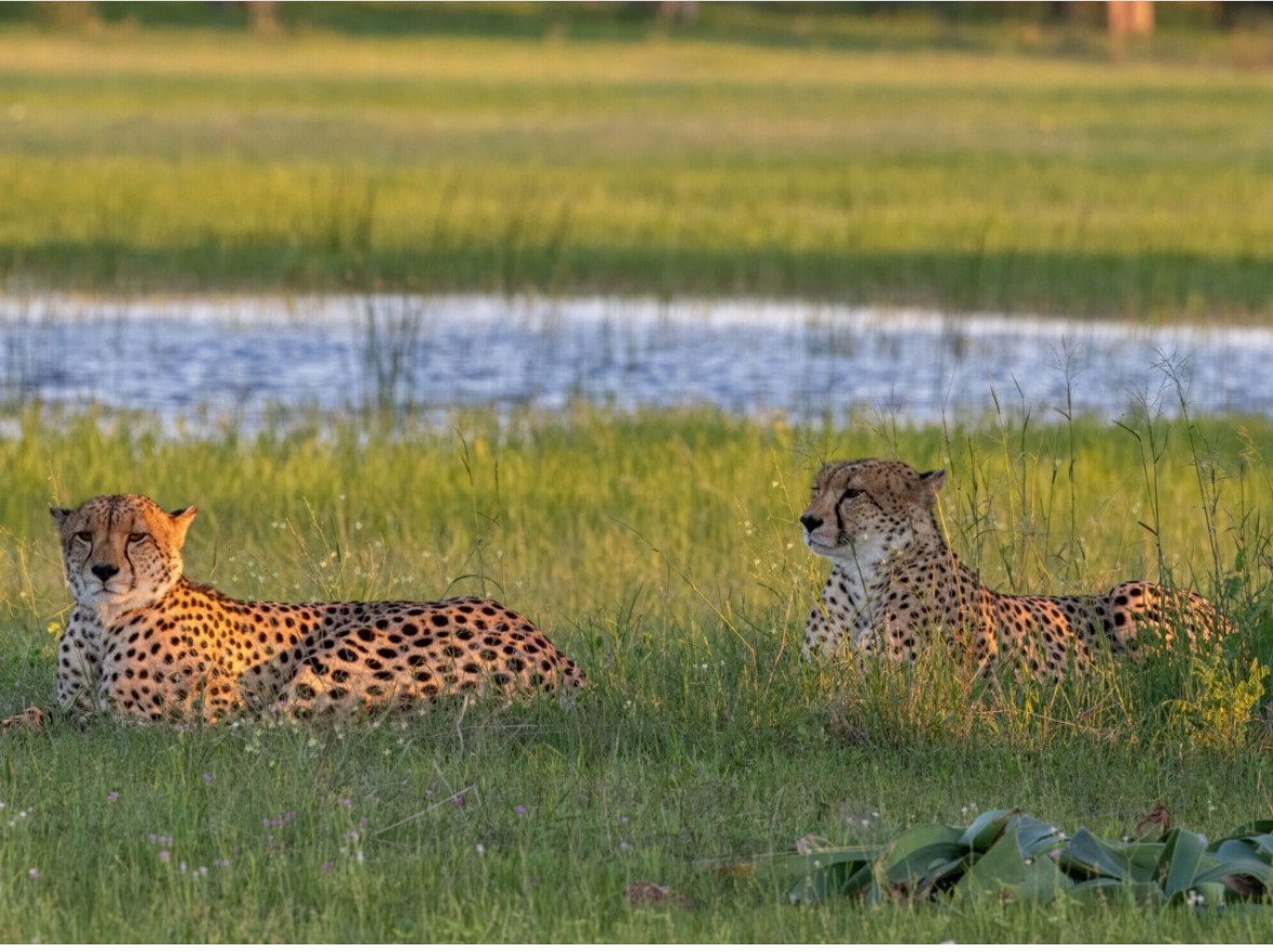 Chiz boys, 2 cheetah brothers on the Ngamo Plains, Hwange NP