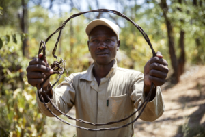 Snares found in Hwange NP