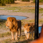Lion at Camp Savuti