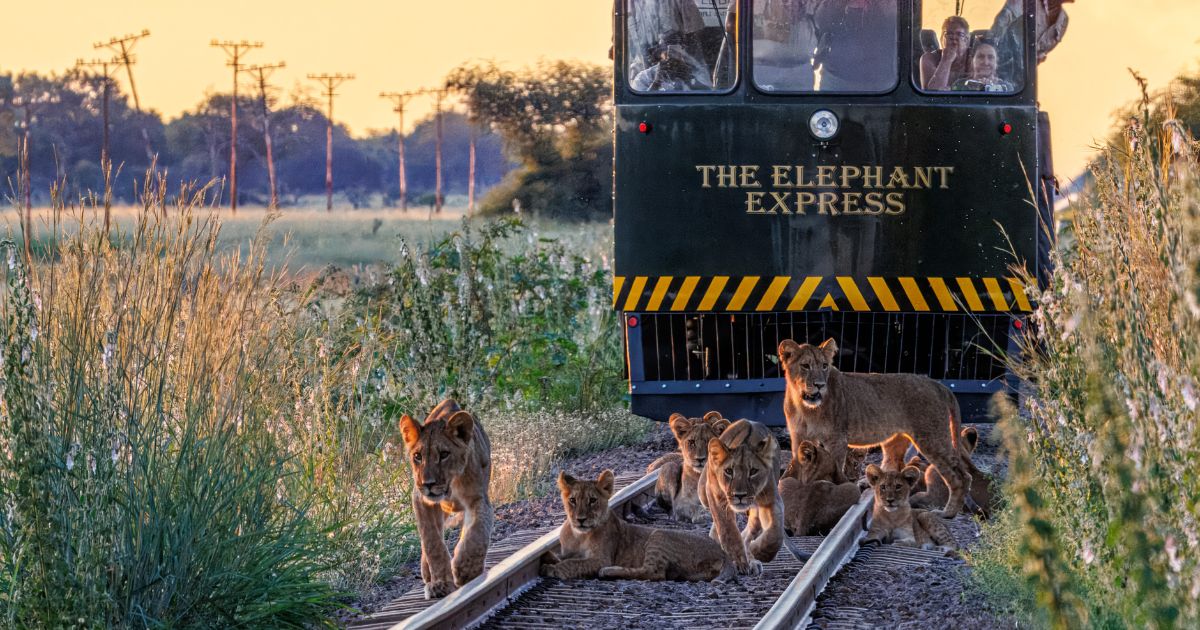 Elephant Express in the green seaon Top Reasons to Safari in Hwange’s Green Season with Imvelo