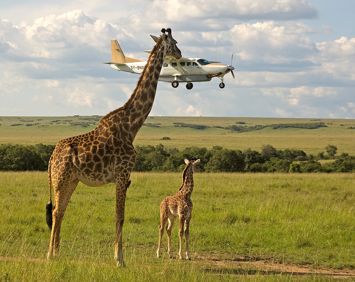 Giraffe and plane - GW Mara