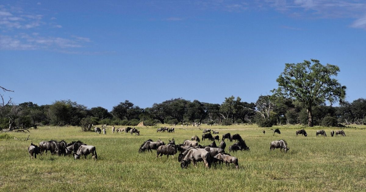 Green season Hwange