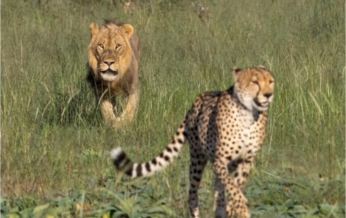 Green season predator action, Ngamo Plains with Imvelo Safari Lodges