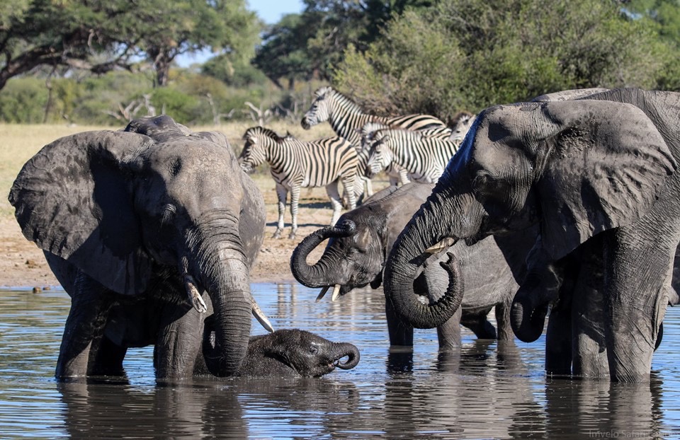 Elephant in Hwange