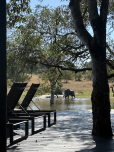 Wildlife viewing from the deck at Chitwa Chitwa Wildlife viewing from the deck at Chitwa Chitwa