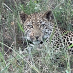 Leopard within an hour of arriving at Chitwa Chitwa