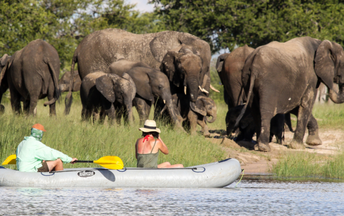 Canoeing with the elephants @ Bomani, Hwange NP