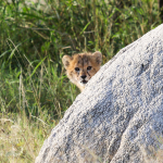 Cindy's cheetah cub near Bomani, Hwange NP