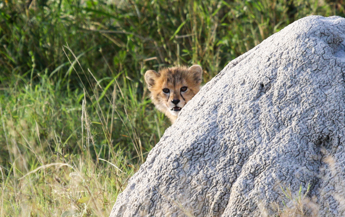 Cindy's cheetah cub near Bomani, Hwange NP