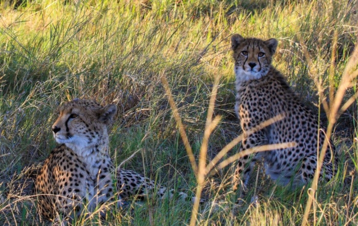 Cheetah at Bomani