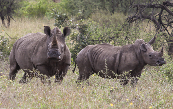rhinos return to Hwange National Park Zimbabwe