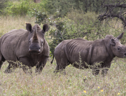 The long-term vision for the Community Rhino Conservation Initiative in Hwange