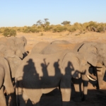 Ride a magic carpet to Jozibanini, Hwange NP, Zimbabwe