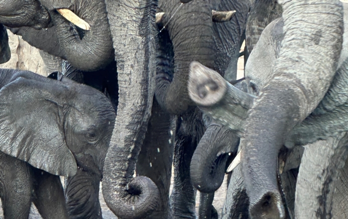 So many elephant trunks