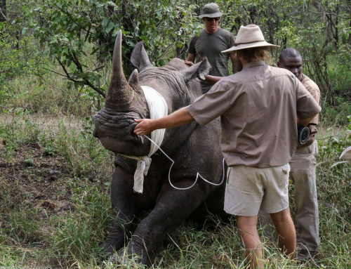 The capture and dehorning of the new rhino shortly arriving on the Ngamo Plains, Hwange NP