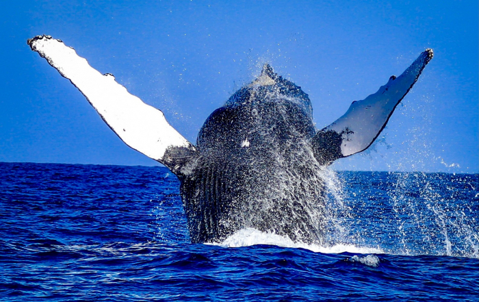 Amazing whale viewing in Mozambique with Crafted Africa