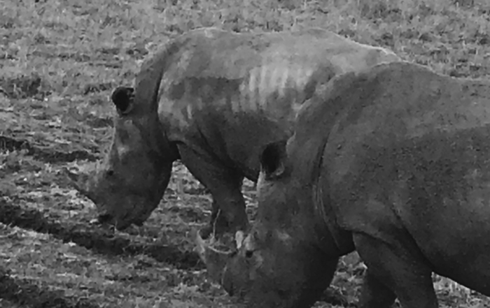 Rhino in Nairobi National Park