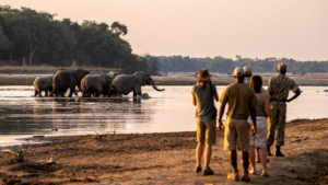 Walking North Luangwa