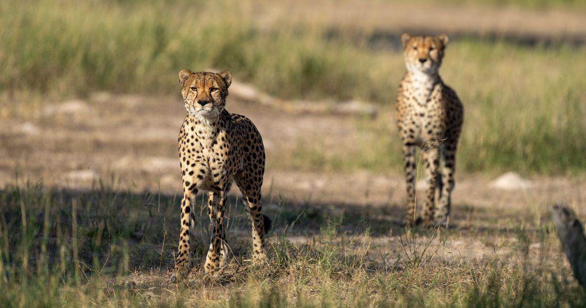 The chiz boys, Hwange The chiz boys, Hwange
