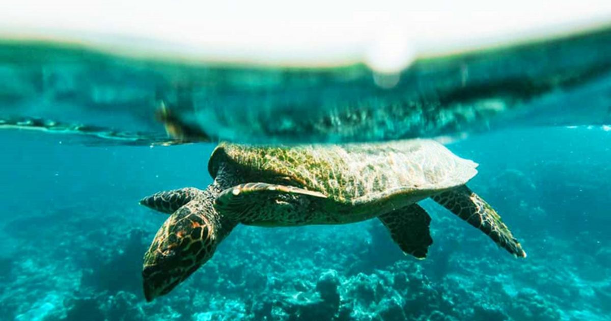 Thriving House Reef