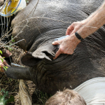 Dehorning the white rhino