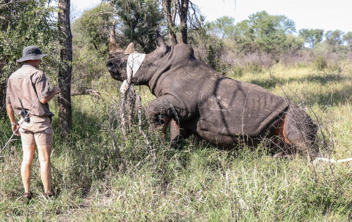 Close monitoring of these precious rhino