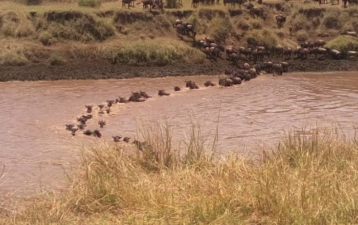 Wildebeest Crossing Serengeti/Mara
