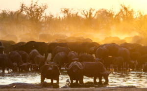 Cape Buffalo