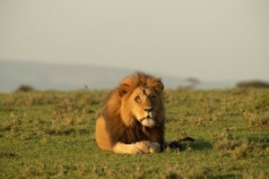 Lion viewing from Porini Mara Camp