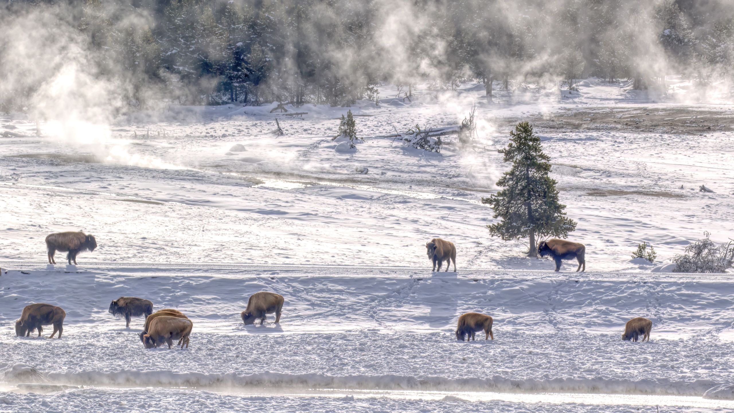 bison288A3208-studio-topaz-denoise-sharpen-studio