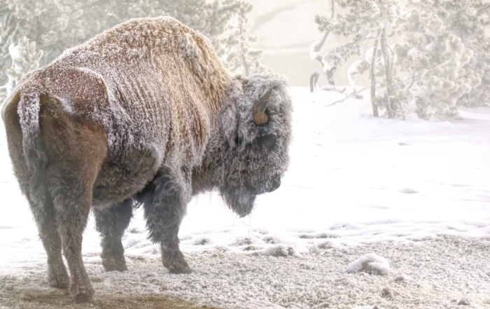 Bison, Greater Yellowstone, USA - Gather Away