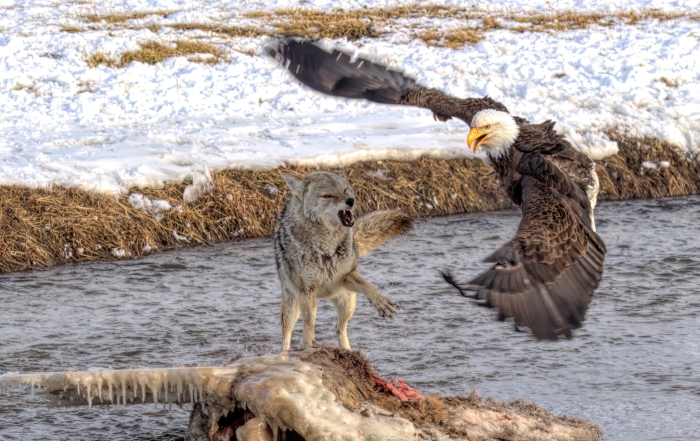Coyote and Bald Eagle