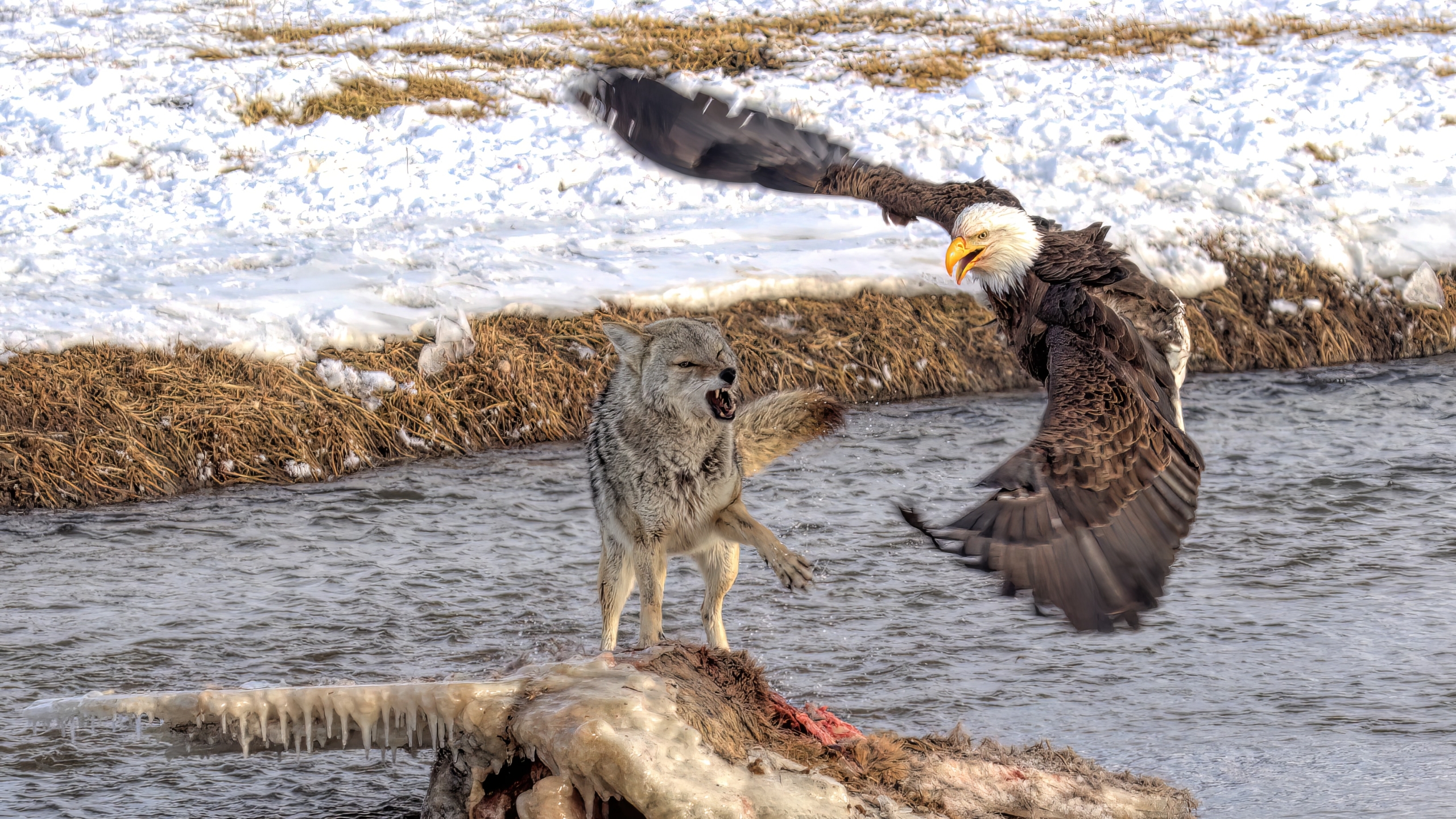 Coyote and Bald Eagle Coyote and Bald Eagle