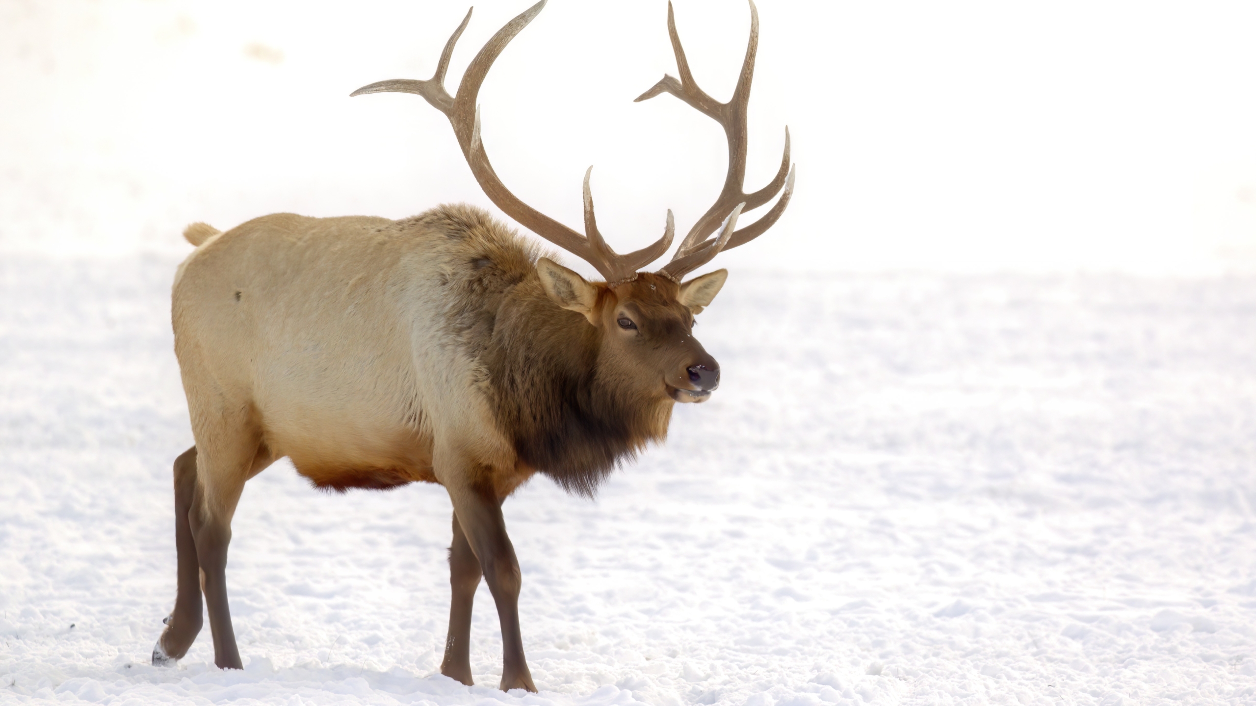 elk288A4702-studio-topaz-denoise-sharpen-studio