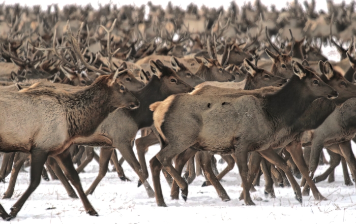 Elk in Yellowstone