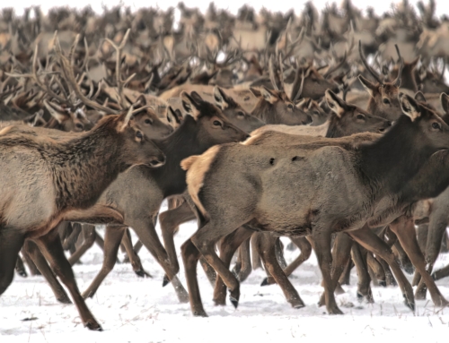 Winter in Greater Yellowstone: FAQs