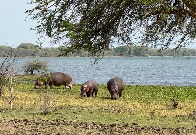 Hippo at Liwonde