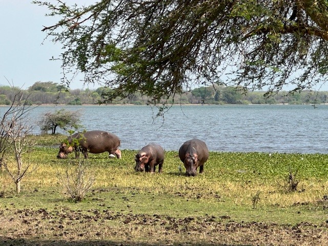 Hippo at Liwonde