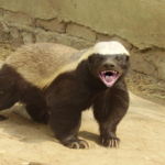 Honey Badgers