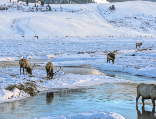 5 Reasons to Experience Greater Yellowstone in Winter